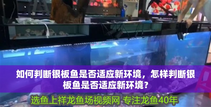 如何判斷銀板魚是否適應新環境，怎樣判斷銀板魚是否適應新環境？