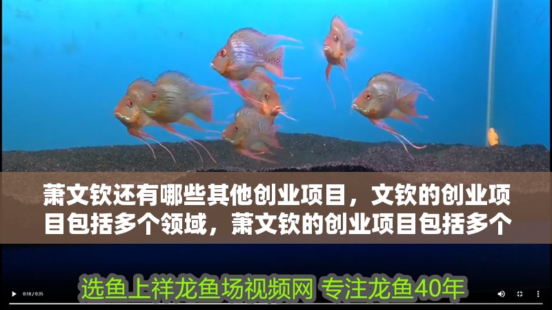 蕭文欽還有哪些其他創(chuàng)業(yè)項(xiàng)目，文欽的創(chuàng)業(yè)項(xiàng)目包括多個(gè)領(lǐng)域，蕭文欽的創(chuàng)業(yè)項(xiàng)目包括多個(gè)領(lǐng)域