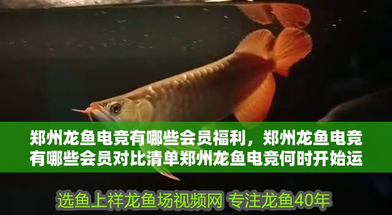 鄭州龍魚電競有哪些會員福利，鄭州龍魚電競有哪些會員對比清單鄭州龍魚電競何時開始運營