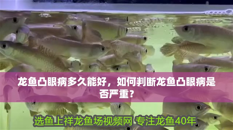 龍魚(yú)凸眼病多久能好，如何判斷龍魚(yú)凸眼病是否嚴(yán)重？