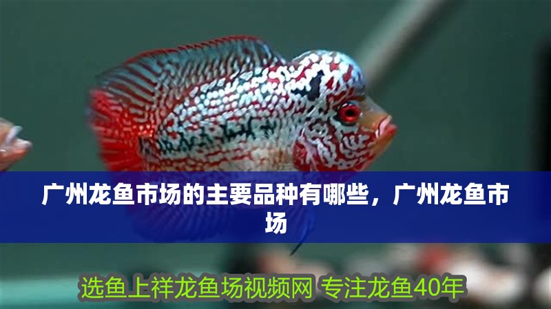 廣州龍魚市場的主要品種有哪些，廣州龍魚市場