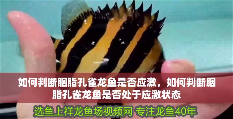如何判斷胭脂孔雀龍魚是否應激，如何判斷胭脂孔雀龍魚是否處于應激狀態