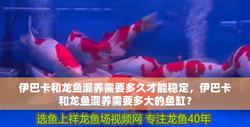 伊巴卡和龍魚混養需要多久才能穩定，伊巴卡和龍魚混養需要多大的魚缸？