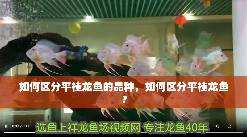 如何區分平桂龍魚的品種，如何區分平桂龍魚？ 如何區分平桂龍魚的品種，如何區分平桂龍魚？ 龍魚百科
