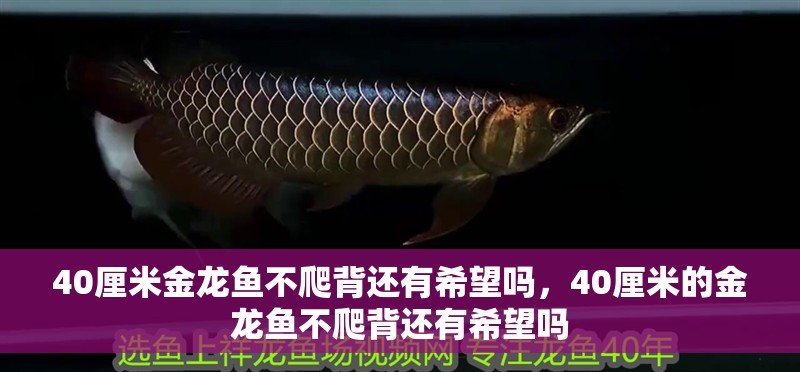 40厘米金龍魚不爬背還有希望嗎，40厘米的金龍魚不爬背還有希望嗎