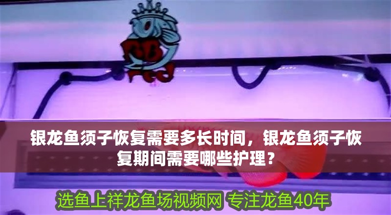 銀龍魚須子恢復需要多長時間，銀龍魚須子恢復期間需要哪些護理？