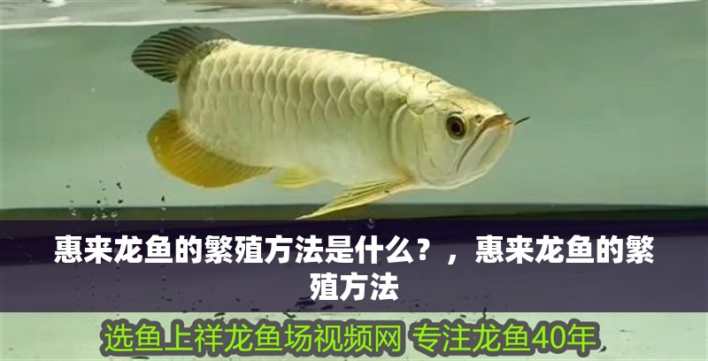 惠來龍魚的繁殖方法是什么？，惠來龍魚的繁殖方法