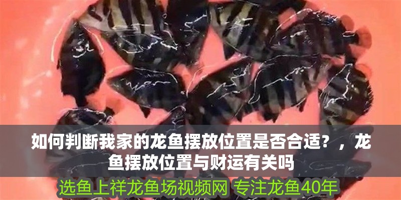 如何判斷我家的龍魚擺放位置是否合適？，龍魚擺放位置與財(cái)運(yùn)有關(guān)嗎