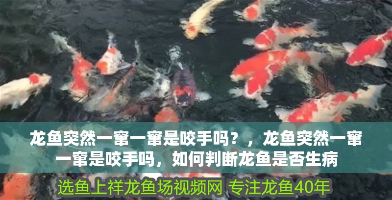 龍魚突然一竄一竄是咬手嗎？，龍魚突然一竄一竄是咬手嗎，如何判斷龍魚是否生病
