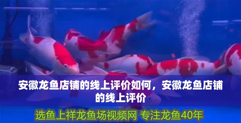 <strong><mark>安徽</mark></strong>龍魚店鋪的線上評價如何，<strong><mark>安徽</mark></strong>龍魚店鋪的線上評價