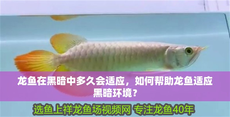 龍魚在黑暗中多久會(huì)適應(yīng)，如何幫助龍魚適應(yīng)黑暗環(huán)境？