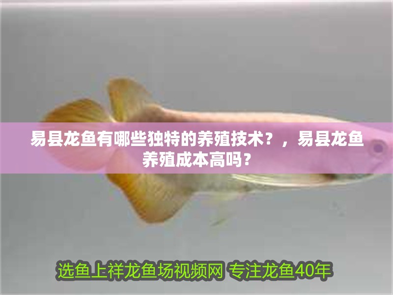 易縣龍魚有哪些獨特的養殖技術？，易縣龍魚養殖成本高嗎？