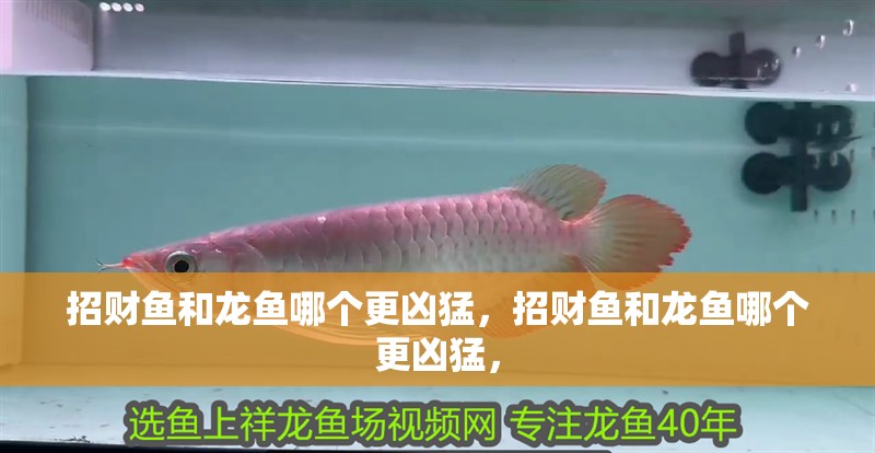 招財魚和龍魚哪個更兇猛，招財魚和龍魚哪個更兇猛，