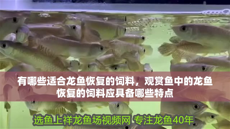 有哪些適合龍魚恢復(fù)的飼料，觀賞魚中的龍魚恢復(fù)的飼料應(yīng)具備哪些特點(diǎn)
