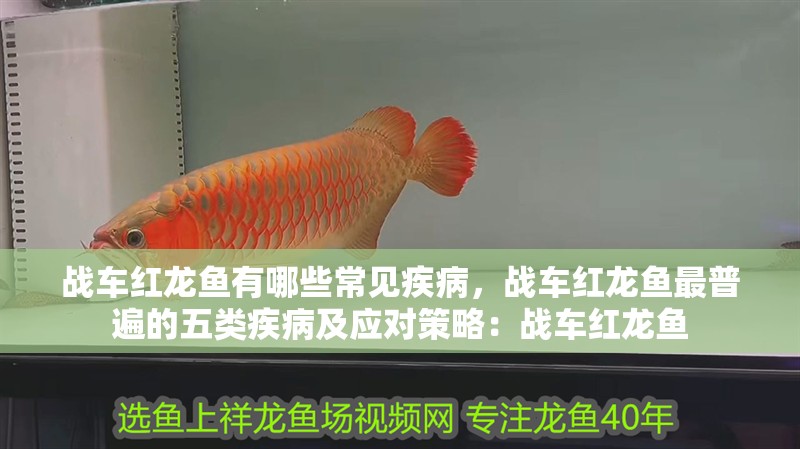 戰(zhàn)車紅龍魚有哪些常見疾病，戰(zhàn)車紅龍魚最普遍的五類疾病及應(yīng)對策略：戰(zhàn)車紅龍魚