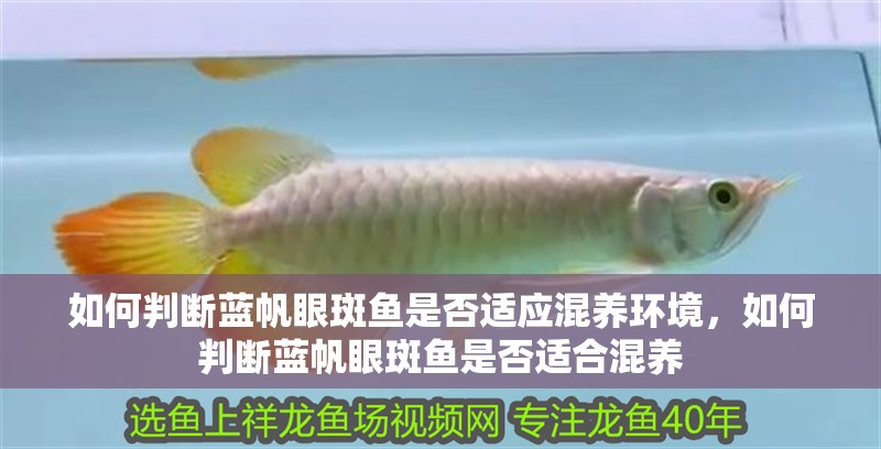 如何判斷藍(lán)帆眼斑魚是否適應(yīng)混養(yǎng)環(huán)境，如何判斷藍(lán)帆眼斑魚是否適合混養(yǎng)