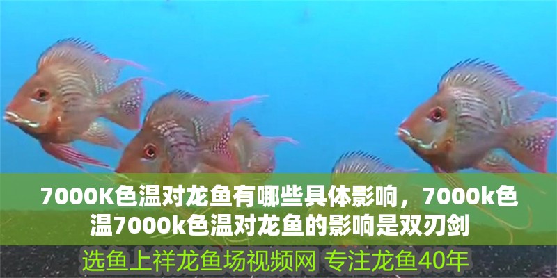 7000K色溫對龍魚有哪些具體影響，7000k色溫7000k色溫對龍魚的影響是雙刃劍