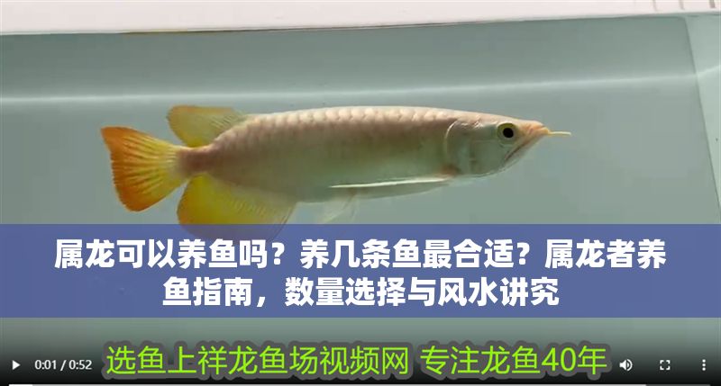 屬龍可以養魚嗎？養幾條魚最合適？屬龍者養魚指南，數量選擇與風水講究