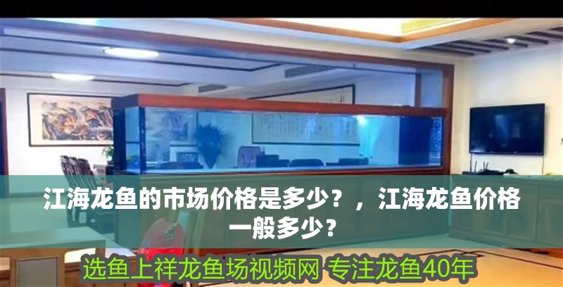 江海龍魚的市場價格是多少？，江海龍魚價格一般多少？