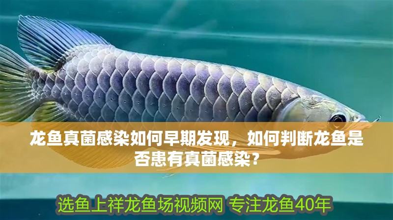 龍魚真菌感染如何早期發(fā)現(xiàn)，如何判斷龍魚是否患有真菌感染？