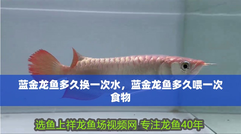 藍金龍魚多久換一次水，藍金龍魚多久喂一次食物