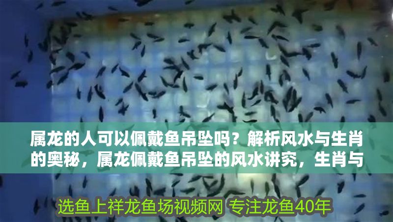 屬龍的人可以佩戴魚吊墜嗎？解析風(fēng)水與生肖的奧秘，屬龍佩戴魚吊墜的風(fēng)水講究，生肖與飾品的奧秘解析