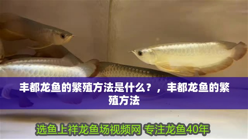 豐都龍魚的繁殖方法是什么？，豐都龍魚的繁殖方法