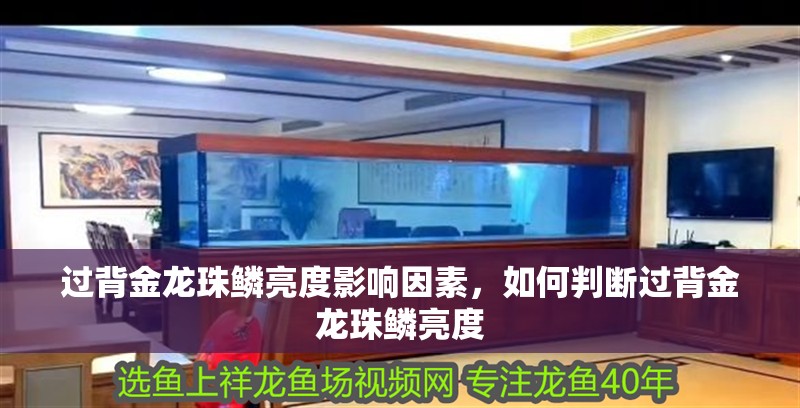 過(guò)背金龍珠鱗亮度影響因素，如何判斷過(guò)背金龍珠鱗亮度