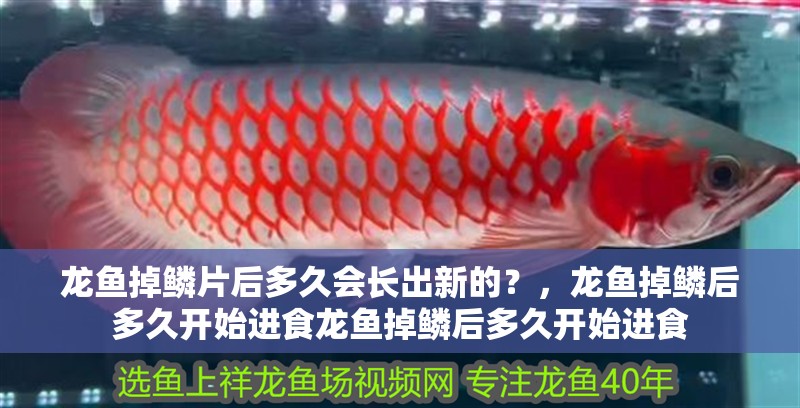 龍魚掉鱗片后多久會長出新的？，龍魚掉鱗后多久開始進食龍魚掉鱗后多久開始進食