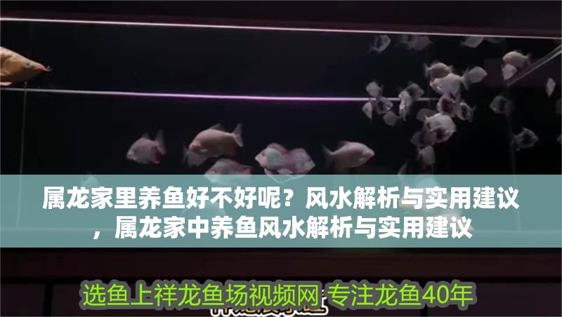 屬龍家里養魚好不好呢？風水解析與實用建議，屬龍家中養魚風水解析與實用建議