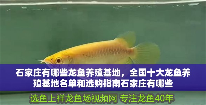 石家莊有哪些龍魚養(yǎng)殖基地，全國十大龍魚養(yǎng)殖基地名單和選購指南石家莊有哪些