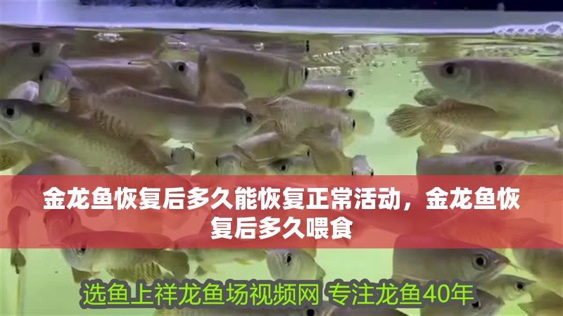 金龍魚恢復后多久能恢復正?；顒樱瘕堲~恢復后多久喂食