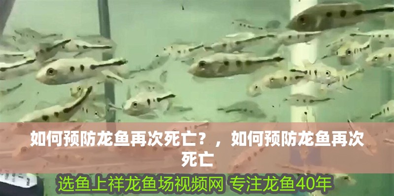 如何預防龍魚再次死亡？，如何預防龍魚再次死亡
