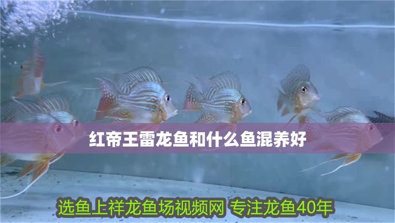 紅帝王雷龍魚和什么魚混養(yǎng)好