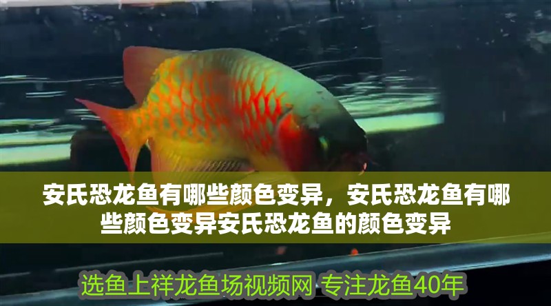 安氏恐龍魚有哪些顏色變異，安氏恐龍魚有哪些顏色變異安氏恐龍魚的顏色變異
