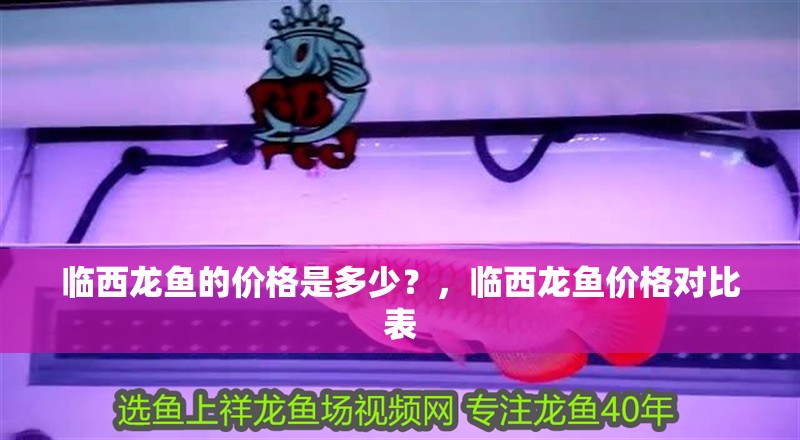 臨西龍魚的價格是多少？，臨西龍魚價格對比表