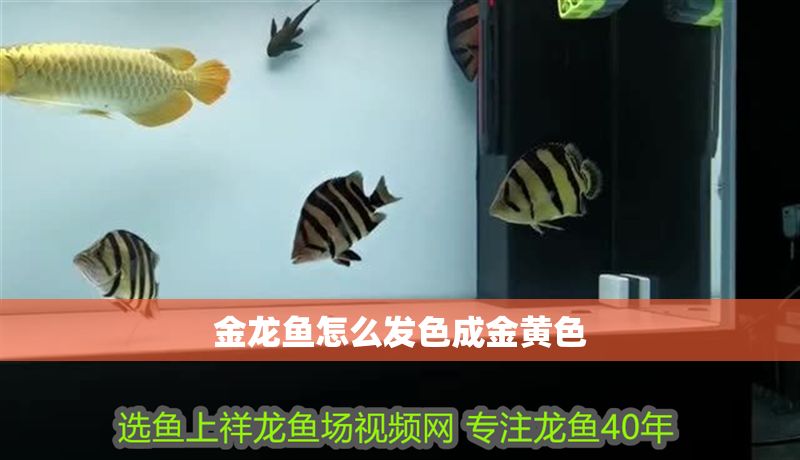 金龍魚怎么發色成金黃色