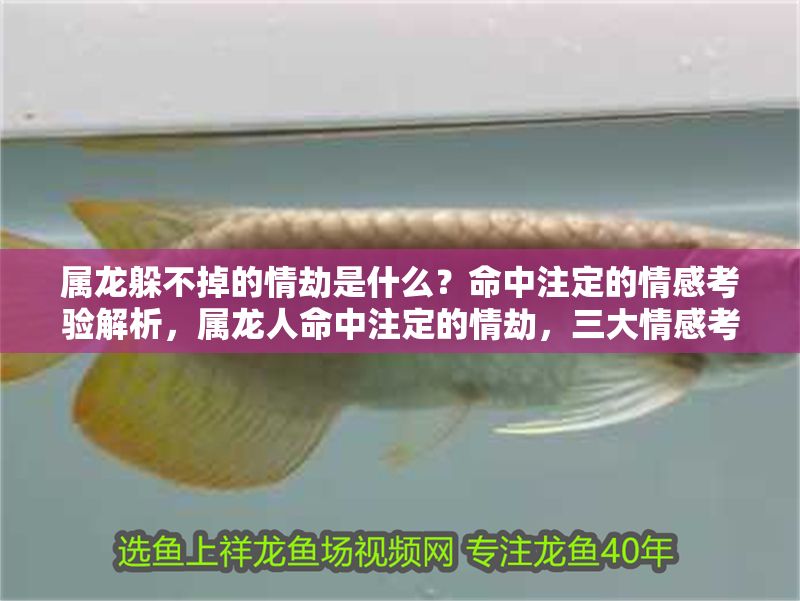 屬龍躲不掉的情劫是什么？命中注定的情感考驗解析，屬龍人命中注定的情劫，三大情感考驗與化解之道