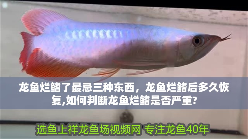 龍魚爛鰭了最忌三種東西，龍魚爛鰭后多久恢復,如何判斷龍魚爛鰭是否嚴重?