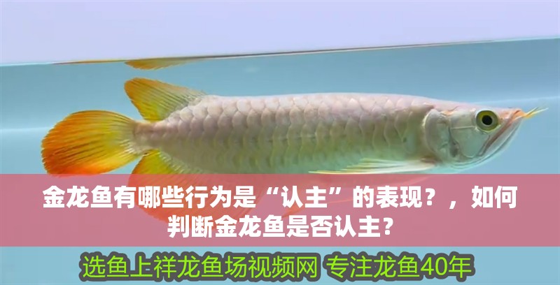 金龍魚有哪些行為是“認主”的表現？，如何判斷金龍魚是否認主？