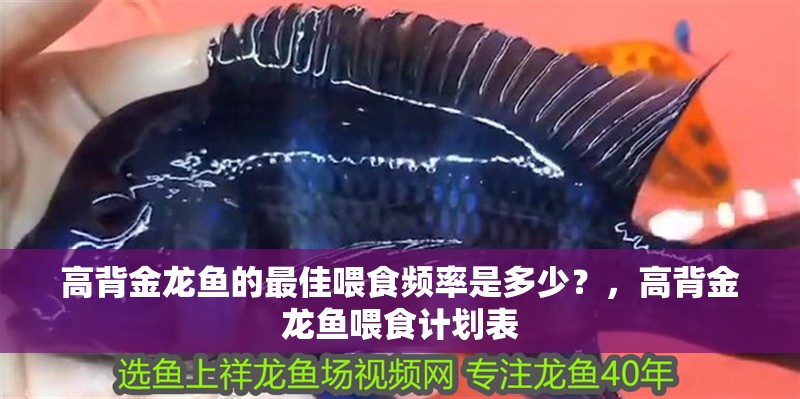 高背金龍魚的最佳喂食頻率是多少？，高背金龍魚喂食計劃表 高背金龍魚的最佳喂食頻率是多少？，高背金龍魚喂食計劃表 龍魚百科