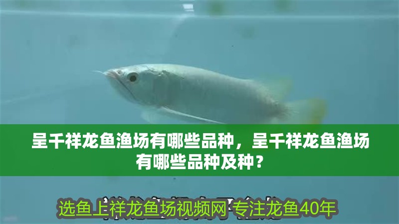 呈千祥龍魚漁場有哪些品種，呈千祥龍魚漁場有哪些品種及種？