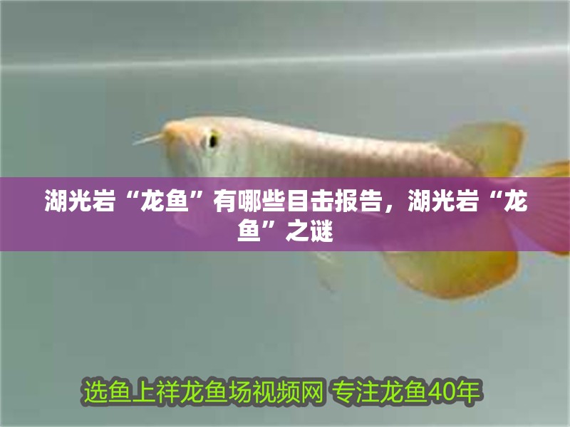 湖光巖“龍魚”有哪些目擊報告，湖光巖“龍魚”之謎