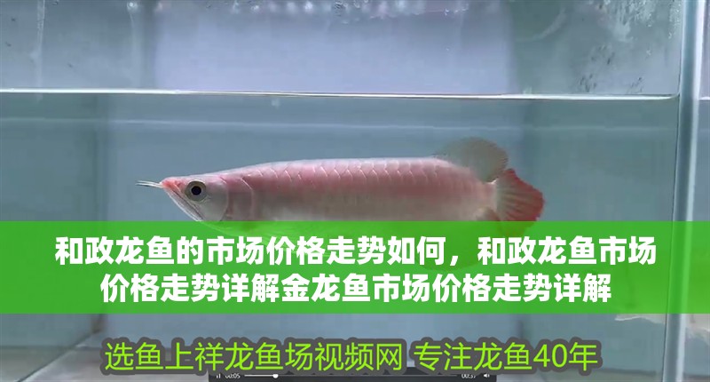 和政龍魚的市場價格走勢如何，和政龍魚市場價格走勢詳解金龍魚市場價格走勢詳解