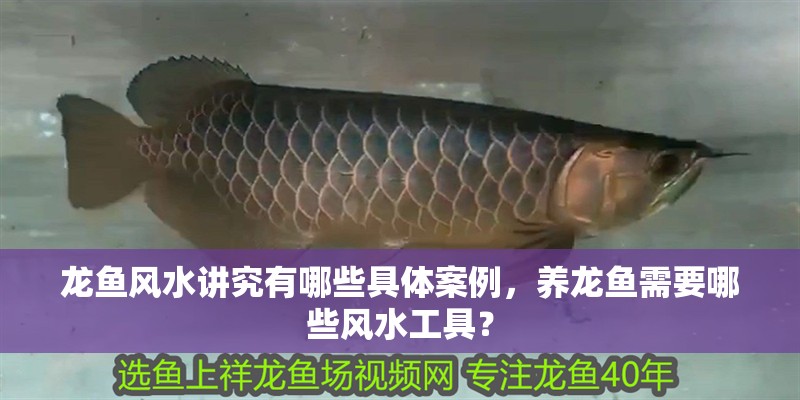 龍魚風(fēng)水講究有哪些具體案例，養(yǎng)龍魚需要哪些風(fēng)水工具？