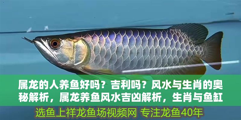 屬龍的人養魚好嗎？吉利嗎？風水與生肖的奧秘解析，屬龍養魚風水吉兇解析，生肖與魚缸擺放的運勢奧秘