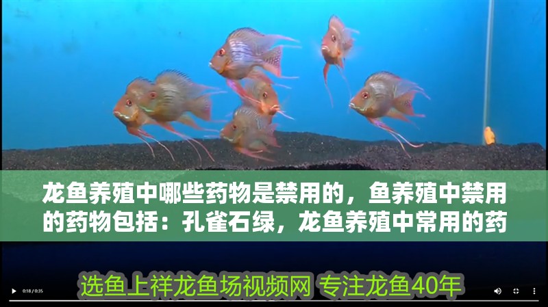 龍魚養殖中哪些藥物是禁用的，魚養殖中禁用的藥物包括：孔雀石綠，龍魚養殖中常用的藥物