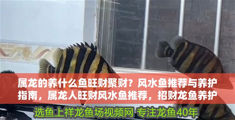 屬龍的養什么魚旺財聚財？風水魚推薦與養護指南，屬龍人旺財風水魚推薦，招財龍魚養護全指南