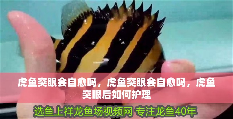 虎魚突眼會自愈嗎，虎魚突眼會自愈嗎，虎魚突眼后如何護理