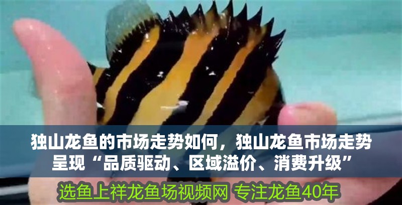 獨山龍魚的市場走勢如何，獨山龍魚市場走勢呈現(xiàn)“品質(zhì)驅(qū)動、區(qū)域溢價、消費升級”